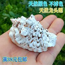 Natural Shell Sea Snail Dragon Tap Snail Fish Tank Oking Aquarium Decorations Shooting Props Mediterranean Style Pendulum