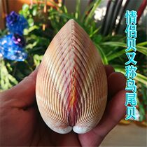 Natural Seasnail Shells Bird Tail Bebird Tail Clams Hundreds Of Years Good Lovers Shells Mediterranean Home Collection Hem