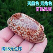 Hundred Eyes Treasure Snail Natural Marine Snail Shells Rare Specimen Snail-fish tank Water family View Decorative Home Collection Hem