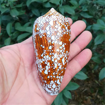 Natural Sea Snail Shell Vase Spirolet Brocade Artichoke Snail Fish Tank Water Family Decoration Home Collection Shop Window Design Filming