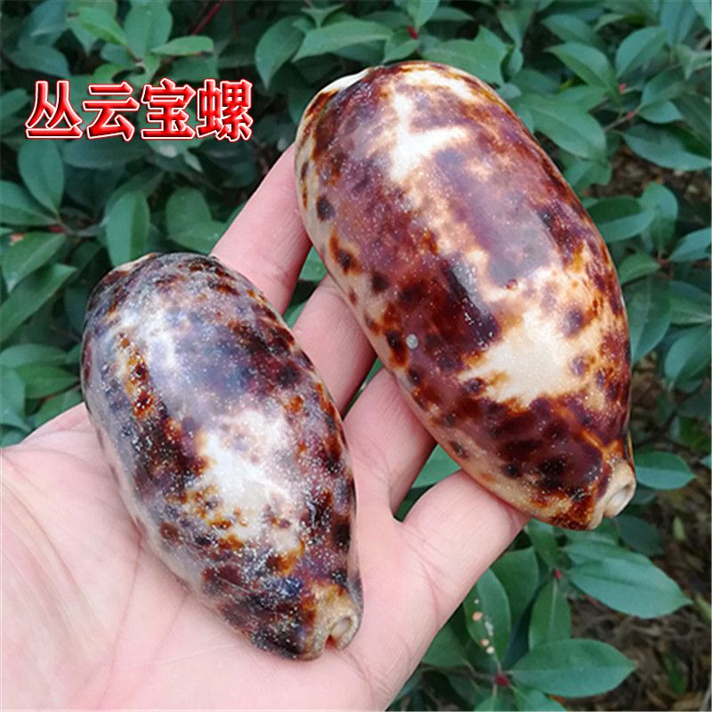 Natural sea snail shells Cong Yunbao Rare Specimen Snail Fish Tank aquarium Scenery Home Collection Pendulum