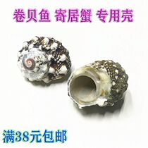 Natural small sea snail shell snail roll befish pinning crab replacement shell fish tank build-up decoration ground floor wall stickup