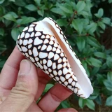 Нормальные раковины улитки на естественных раковинах Мраморная улитка