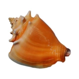 Натуральная редкая раковина Golden Boxing Phoenix Snails Snail Tank Tank Aquarium ландшафт и декоративная домашняя коллекция образец