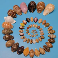 Натуральные редкие раковины сокровища с самин