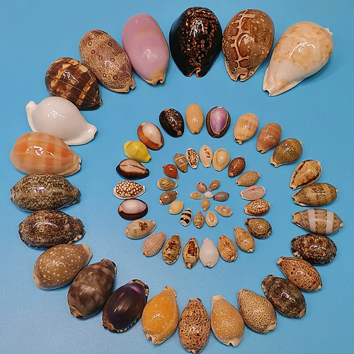 Натуральные редкие раковины сокровища с самин