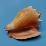 Натуральная редкая раковина Golden Boxing Phoenix Snails Snail Tank Tank Aquarium ландшафт и декоративная домашняя коллекция образец