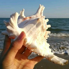 Морская раковина 天然超大海螺贝壳麒麟螺 菊花螺 鱼缸水族造景装饰地中海家居收藏
