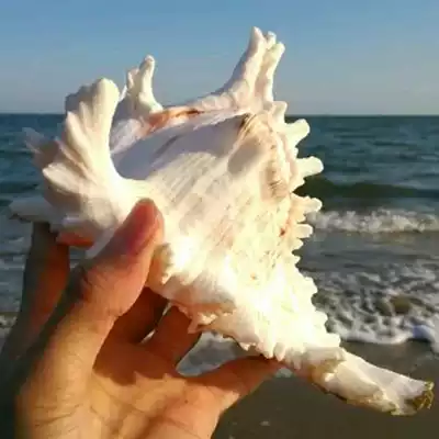 Natural super large conch shell unicorn snail chrysanthemum snail thousand hand snail aquarium fish tank landscape wedding home