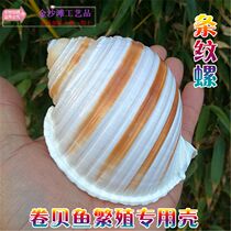 Natural Marine Snail Shells Harmonica Striped Snail Fish Tank Aquarium Decoration Roll Befish Reproduction Shell Multi-Meat Flower Pots
