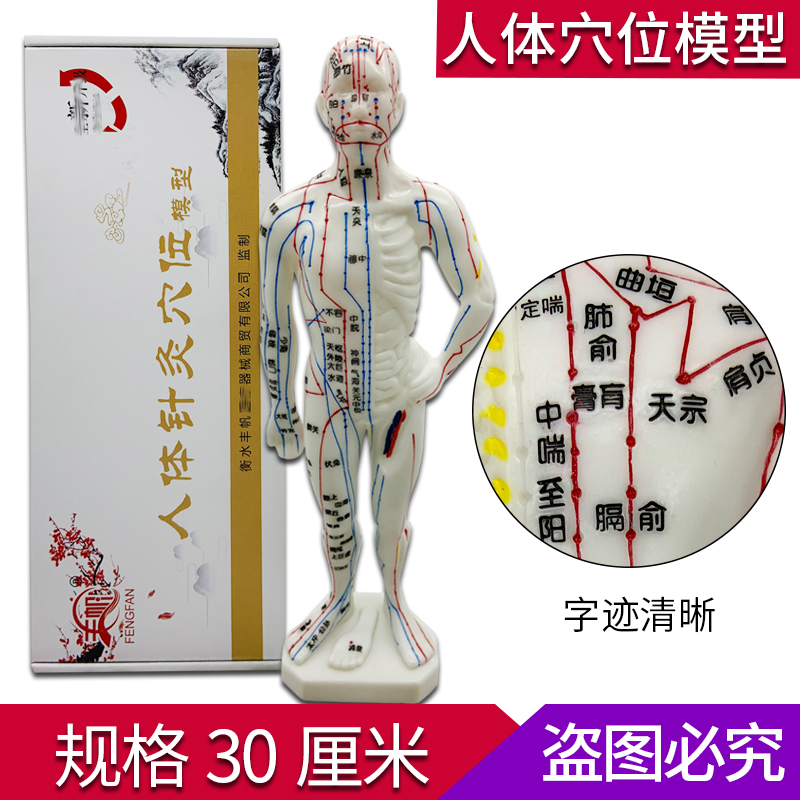 30cm Fengfan Acupuncture-Moxibustion Human Body Model Acupuncture Small Human Acupuncture Acupoint Model Soft Human Meridian Silicon Gel Model