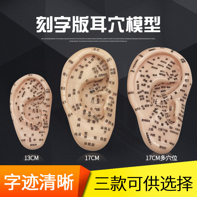 大号清晰刻字耳模型耳穴模型按摩耳膜耳穴反射区模型耳朵模型