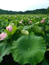 Hometown White Lotus without any added chemical ingredients