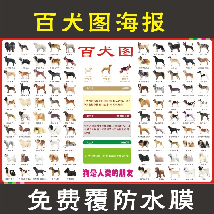 High definition large hundred dog picture poster pet dog identification world famous dog wall chart dog pet shop decoration stickers