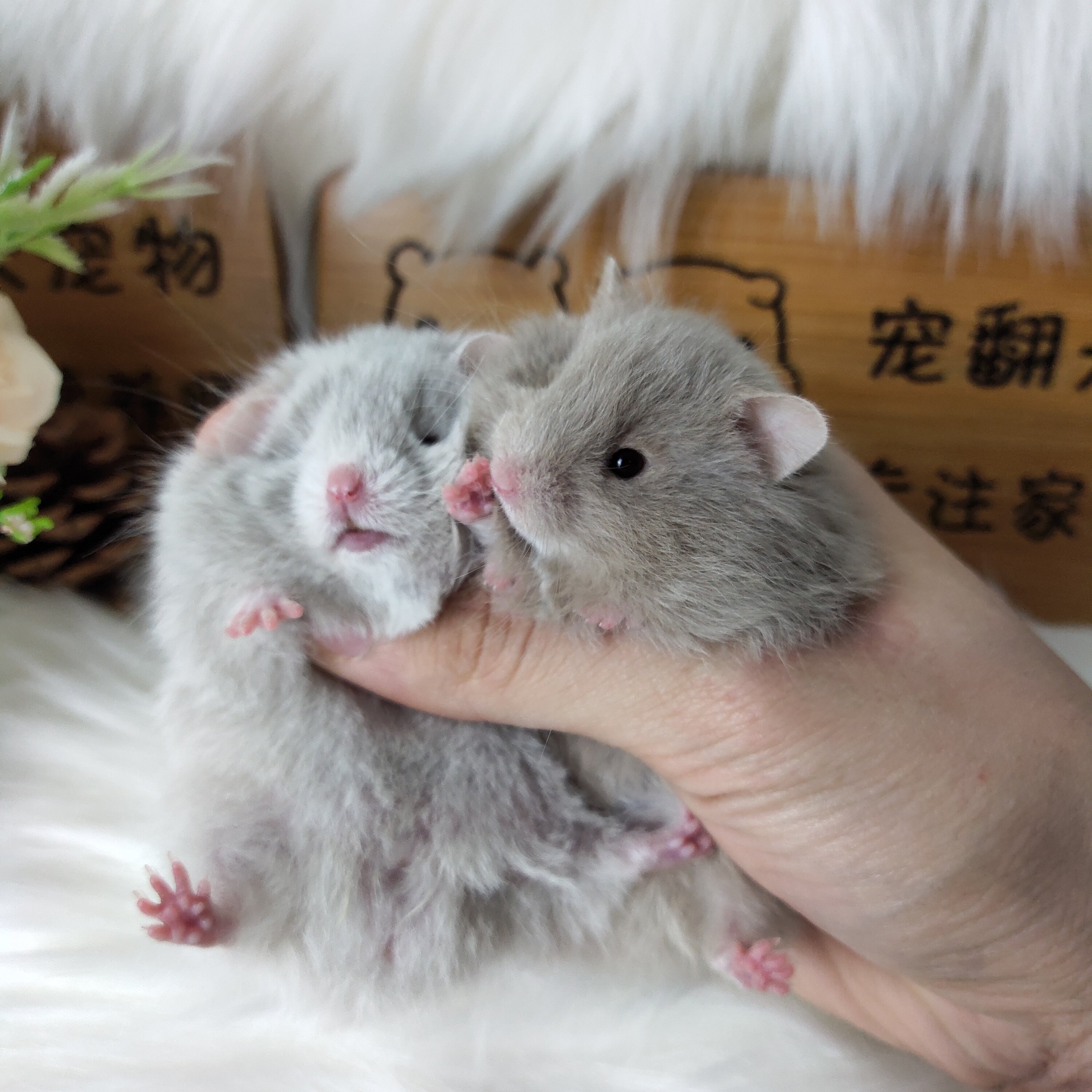 (Home Breeding Bears collection) True Home Rearing Hamster Golden Silk Bear character Winshun pure silver eye line tricolour daimato