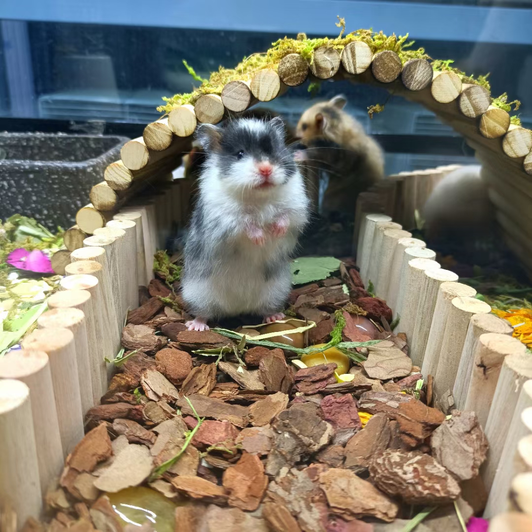 (Brother with long hair and black spots) The real domestic hamster golden bear has a docile personality and is easy to use without beauty filters