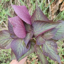 Double-sided purple leaves of perilla leaves are edible for restaurants lobster and fish seasonings to add fragrance and remove fishy smell put them in pickle jars and ship them with poles.