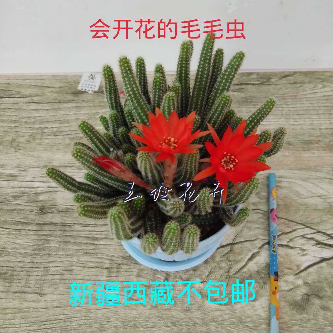 仙人柱白檀杂交毛毛虫白马开花仙人球多肉植物仙人掌垂吊鼠尾掌