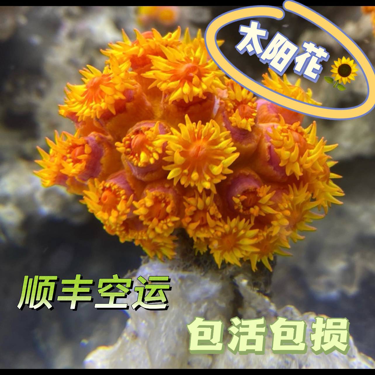 太阳花珊瑚原石炮仗花NPS软体珊瑚，新手也能轻松养活的海洋精灵