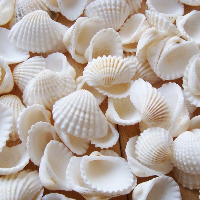 Half a pound natural shell conch white shell white coconut shell fish tank aquarium decoration hair shell paste wall DIY