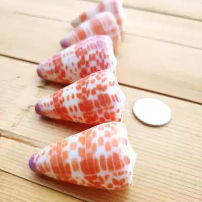 Conch shell starfish color point snail 1 4-6 platform decoration collection fish tank DIY