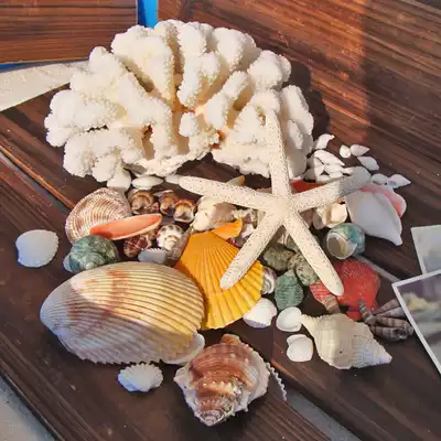 Natural shell conch coral starfish combination set fish tank landscape decoration wedding roll shellfish hermit crab shell
