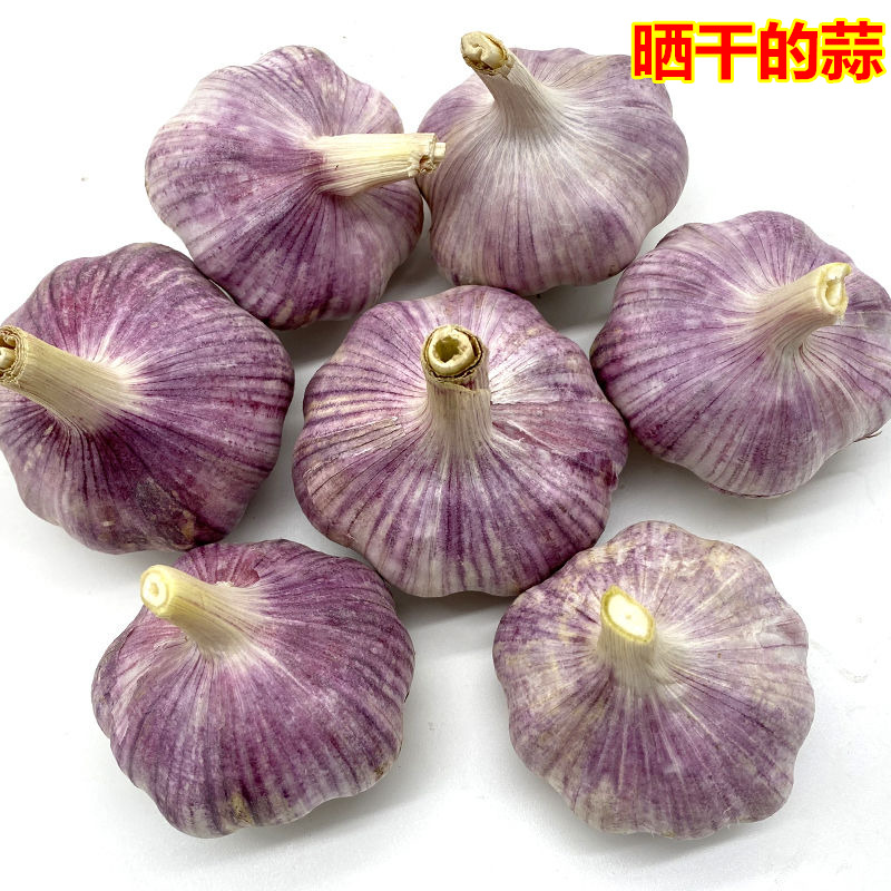 Newly dried 5 pounds of red and purple garlic, garlic, garlic, garlic, garlic, garlic, garlic, garlic, garlic, garlic, garlic, garlic, garlic, garlic, garlic, garlic, garlic, garlic, garlic, garlic, garlic, garlic, garlic, garlic