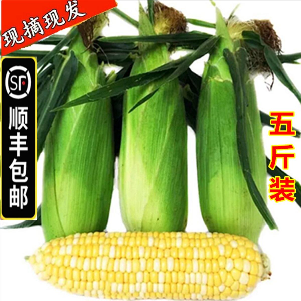(SF) 10 catties of Hubei fruit corn fresh sweet corn on the cob farmhouse buds with shell edible raw