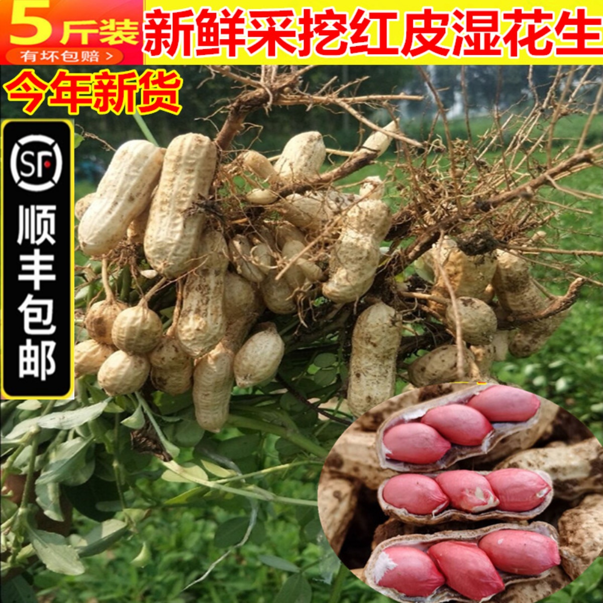 Now Dig This Year New Stock Fresh Peanuts Wet Peanut with mud Peanut Shell Red Peel Peanut rice Brine Cooked 5 catties