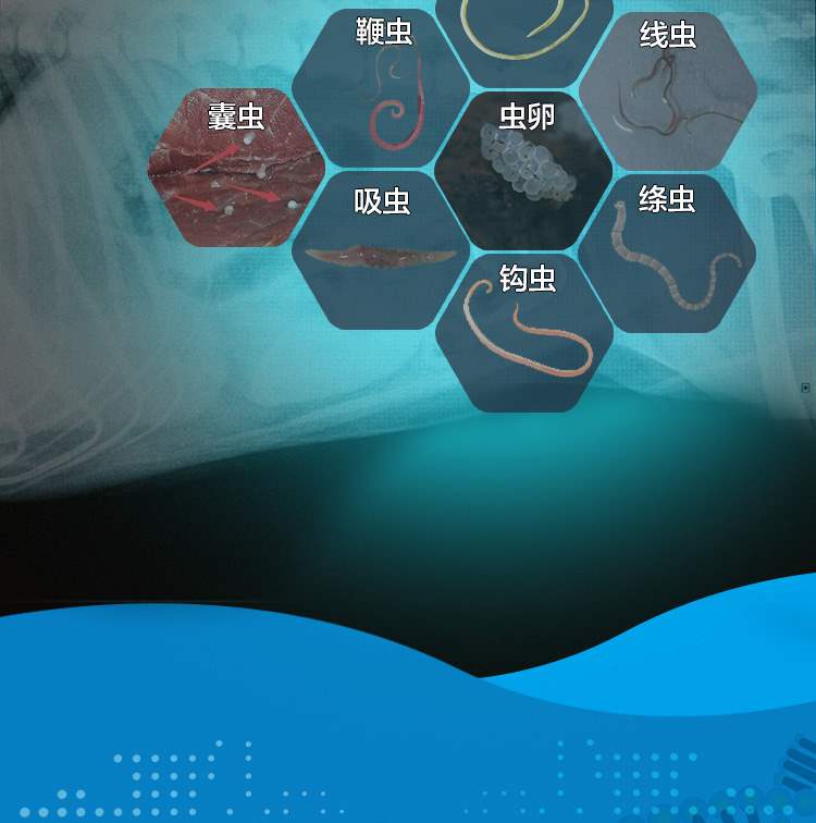 Chó chống côn trùng cơ thể thuốc trừ sâu chó con mèo nói chung mèo teddy thú cưng tiệt trùng thuốc viên albendazole - Cat / Dog Medical Supplies xi lanh thú y