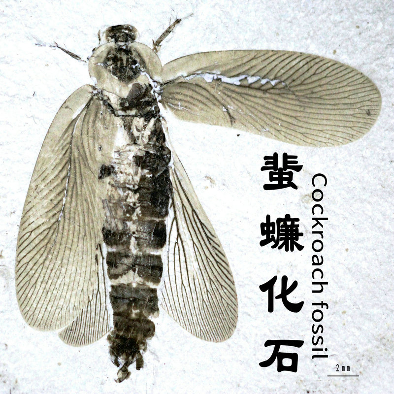 Fossil Specimens of the Order Scaraboidae from the Jurassic Period, Including the Snake Cockroach and the Grooved Cockroach, Are Sent Via Sf Express