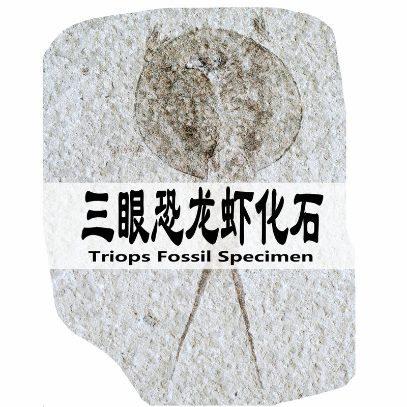 Cretaceous Period Fossil of a Horseshoe Crab, Three-Eyed Dinosaur Shrimp, Paleontological Insect Specimen, Educational Science, Geological Raw Stone, Shipped by Sf Express