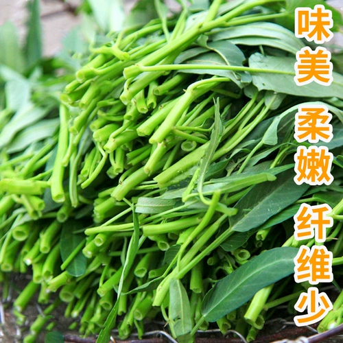 Зеленый стебель лист семена шпината ивы семена зеленых овощей пусты