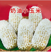 Сливочная кукуруза 10 грамм простой кожи - тонкий сок, как хрустящий и сладкий