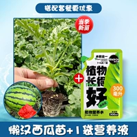 6 саженцев арбуза с длинносаменной ленью + 1 упаковка неразличенного питательного раствора (Meleke)