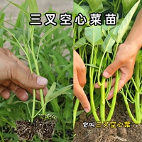 Санда -рассеянные овощные саженцы 6 деревьев