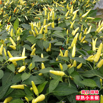 Early ripening small pepper seed seedlings Chaotian pepper pepper seeds Super spicy balcony potted vegetable seeds Spring four seasons