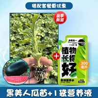 Черная красота саженцы арбуза 6+1 упаковка неразличенного питательного раствора (мелеке)