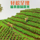 Scenic Farmland, Simulated Pastoral Grass Model, Grass Tufts, Landscape, Static Architectural Sand Table Materials, DIY Handicrafts