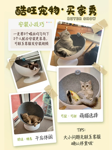 Хвостовая жизнь кошка босс сеть красная кошка Западная половина кошачьего дома Лето Liangwo Space Course