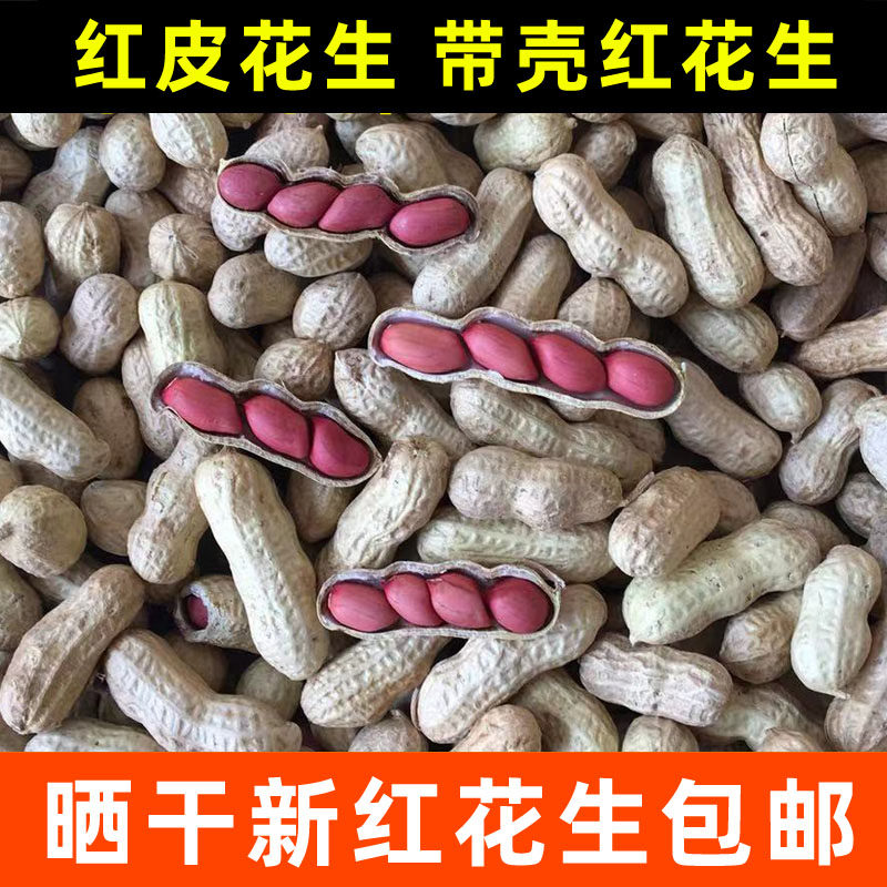 Dried red peanuts with shell, red skin, small raw peanuts, four red peanuts, new raw peanuts