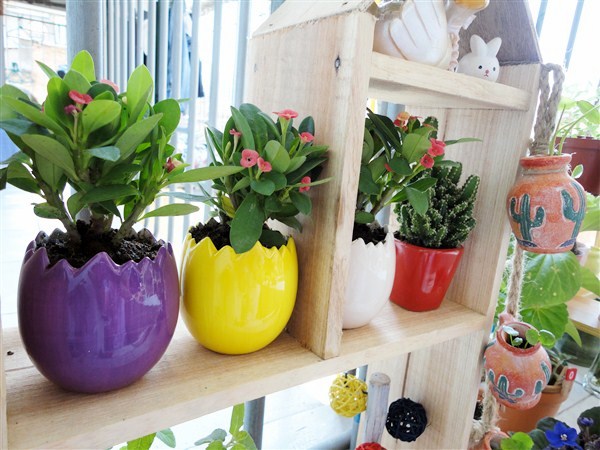 特价 红花虎刺梅盆栽 铁海棠带花大小苗室内外花卉绿植盆栽
