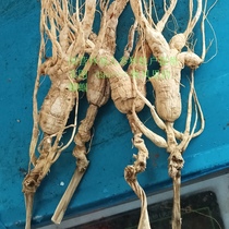 Dried ginseng. Ginseng growers in forest farms in the Northeast and South Changbai Mountains provide 40 grams of long-bearded ginseng in the black soil under the forest.