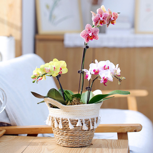 小蝴蝶兰盆栽单支竖纹盆