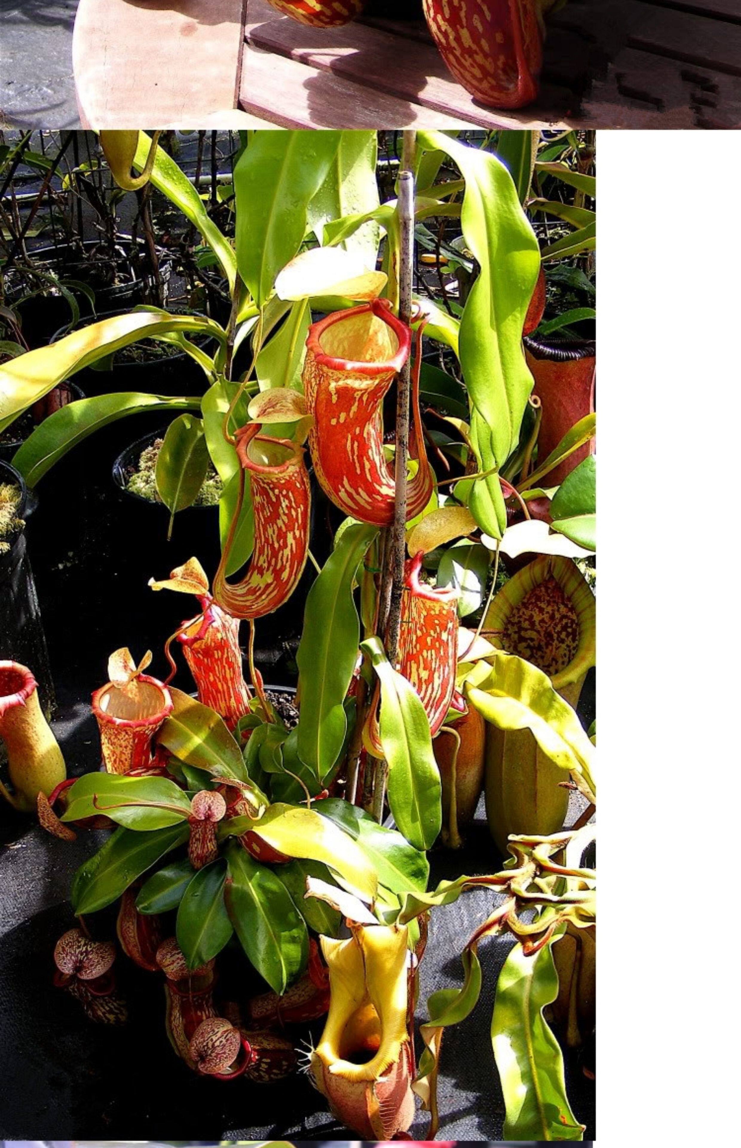 насекомоядное растение 【盖亚猪笼草】特大食虫植物驱蚊草食虫草食人花驱蚊草绿植盆栽