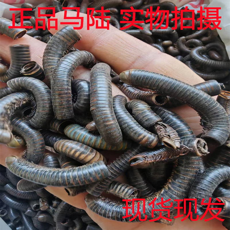 Chinese Medicinal Herb Centipedes (500g) with Free Shipping