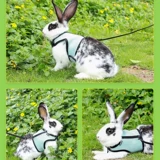 JESSIE/洁西 Пояс сцепления кролика/Взять веревку/веревку кролика Несколько дополнительных общенациональных бесплатных доставки больше