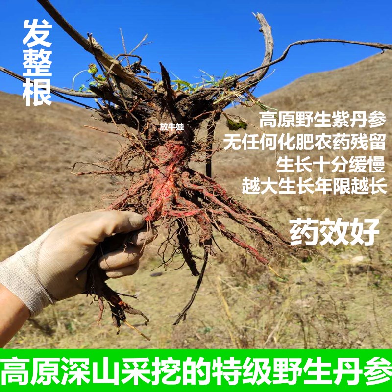 Special Grade Wild Purple Salvia Whole wild salvia 500 g SF cut wild salvia tablets ground danshen powder
