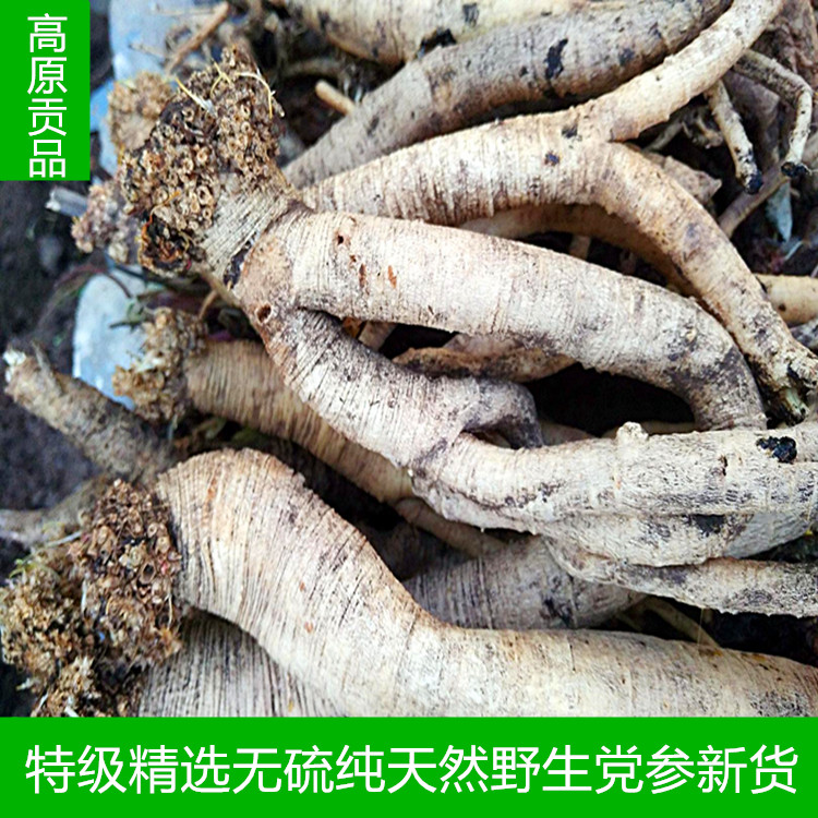 Special Pure Natural Wild Donopsis 500 gr Shunfeng New Cargo Free of Chopped Wild Opsis Pilosula Flakes of Ginseng Powder