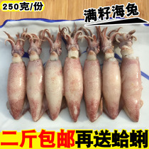 Fresh sea rabbit fresh sea rabbit full seed pen pipe fish with seed small sea rabbit seafood seed black squid